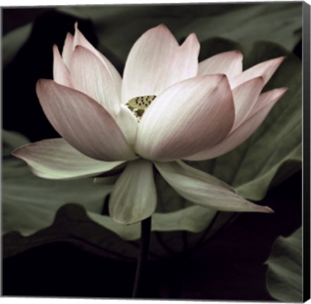 Framed Lotus I Print