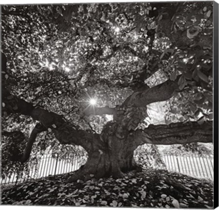 Framed Under Camperdown Elm, Prospect Park Print