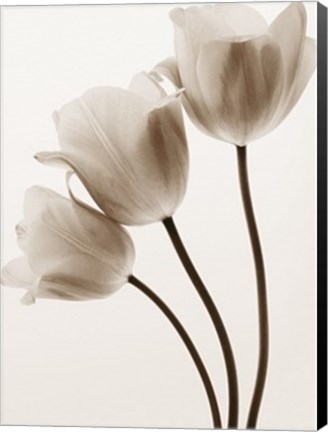 Framed Composition with Three Tulips Print