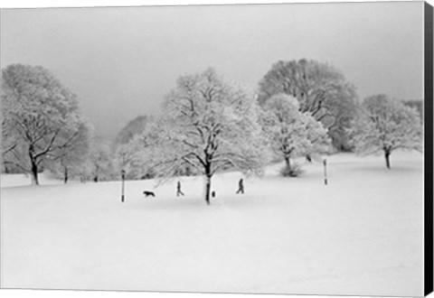 Framed Prospect Park Trees Print