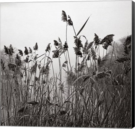 Framed Prospect Lake Grasses Print