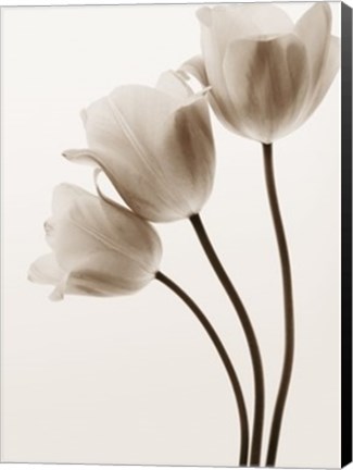 Framed Composition with Three Tulips Print