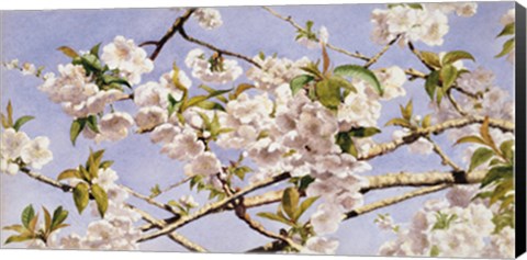 Framed Apple Blossoms Print