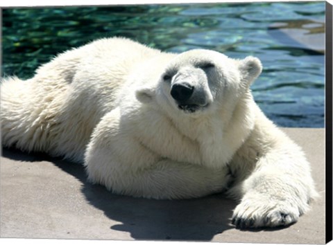 Framed Polar Bear on the floor Print