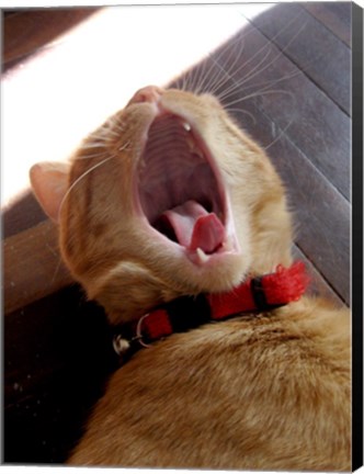 Framed Yawn! Print