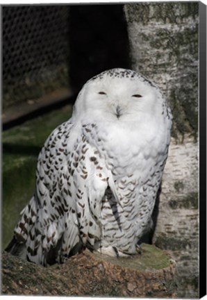 Framed Snow Owl Portrait Print