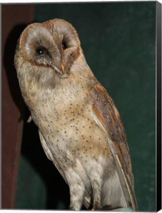 Framed Barn Owl Portrait Print