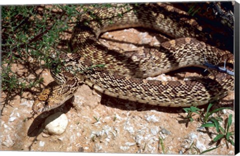 Framed Bull Snake in New Mexico Print