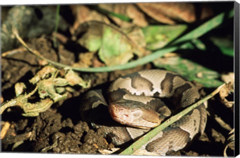 Framed Close Up of Coiled Copperhead Snake Print