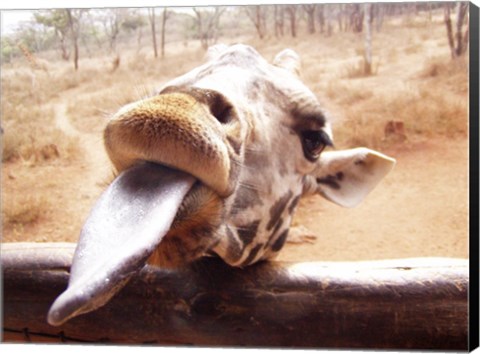 Framed Giraffe Sticking His Tongue Out Print