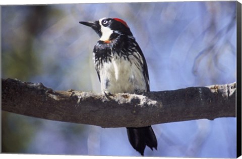 Framed Male Acorn Woodpecker Print