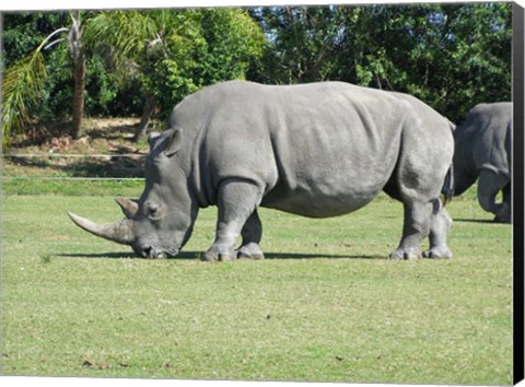 Framed Rhino Grazing Print