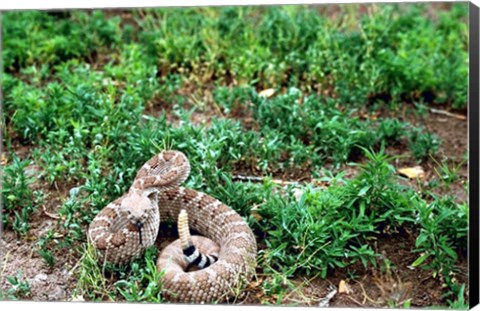 Framed Western Diamondback Rattlesnake Print