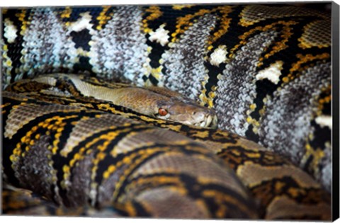 Framed Reticulated Python Print