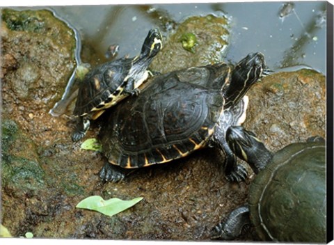 Framed Three Turtles Print