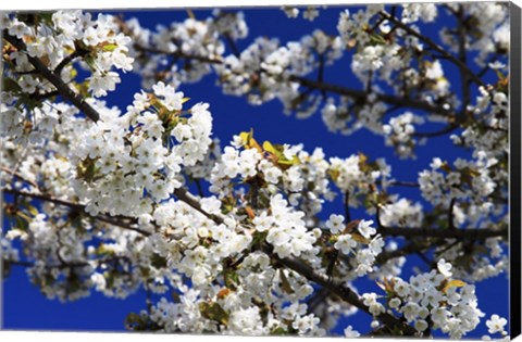 Framed White Cherry Blossom Branches Print