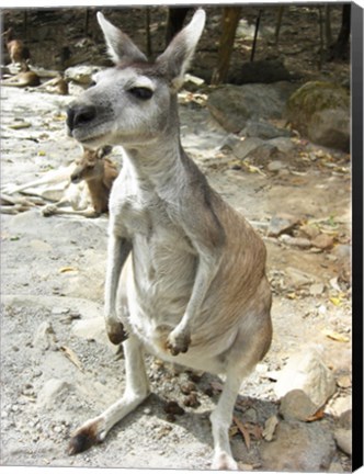 Framed Kangaroo at the Zoo Print