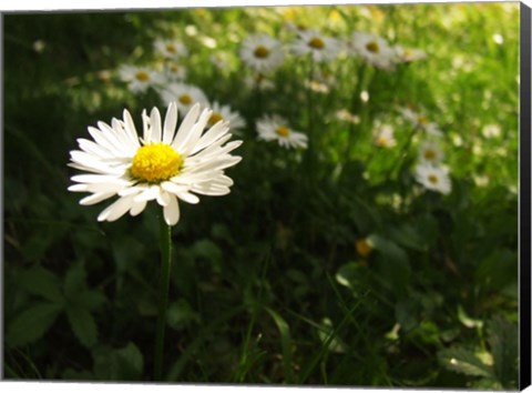 Framed Daisy Print