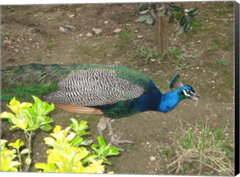 Framed Peacock Print