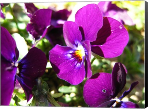 Framed Purple Pansy Print