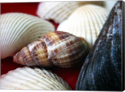 Framed Snail Shell Print