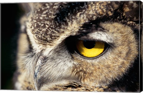 Framed Horned Owl Closeup Print