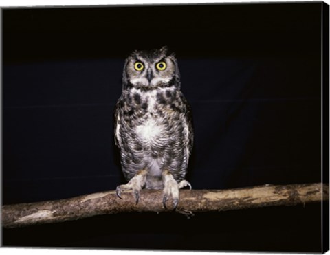 Framed Barred Owl Print