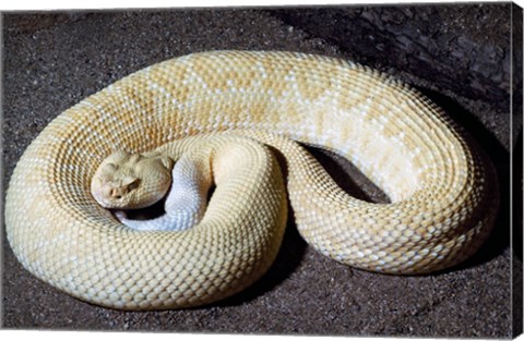 Framed Albino Rattlesnake Print