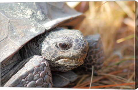 Framed Close-up of a Gopher tortoise Print