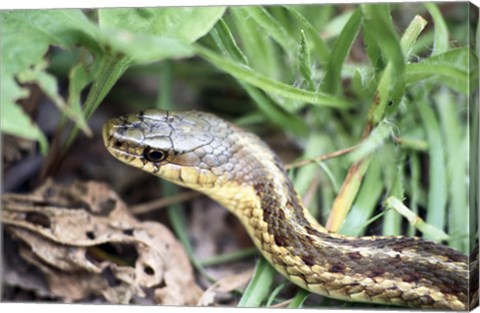 Framed Garter Snake Print