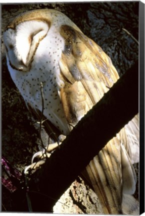 Framed Barn Owl Sleeping Print