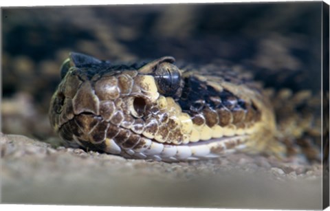 Framed Rattlesnake Print