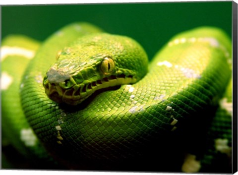 Framed Light Green Emerald Tree Boa Snake Print