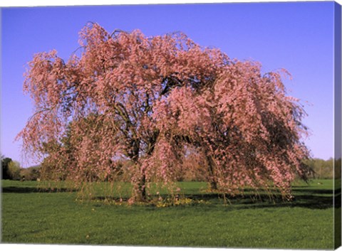 Framed Blossoms on a tree in a field Print