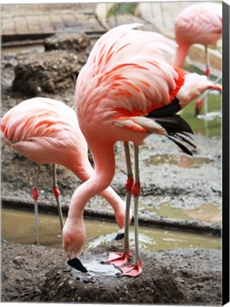 Framed Flamingo in Stassbourg Print