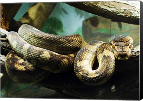 Framed Amethystine Python Print