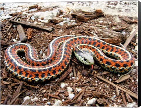 Framed Coast Garter Snake Print