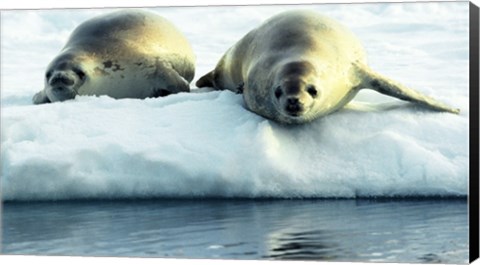 Framed Crabeater Seals Print