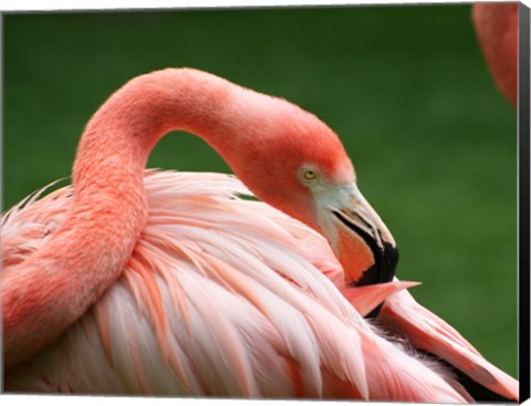 Framed Flamingo Grooming Print