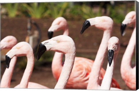 Framed Flamingo Flock Print