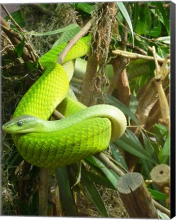 Framed Green Mamba Print