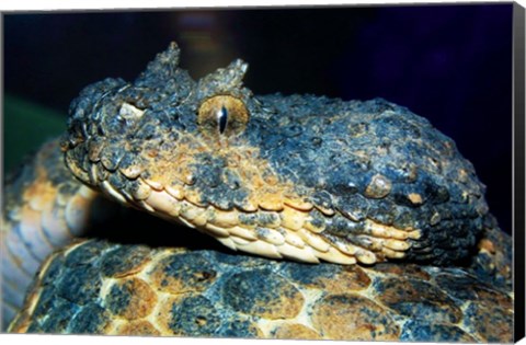 Framed Horned Viper Print