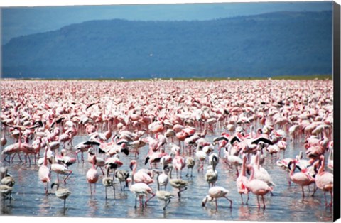 Framed Large Number of Flamingos at Lake Nakuru Print