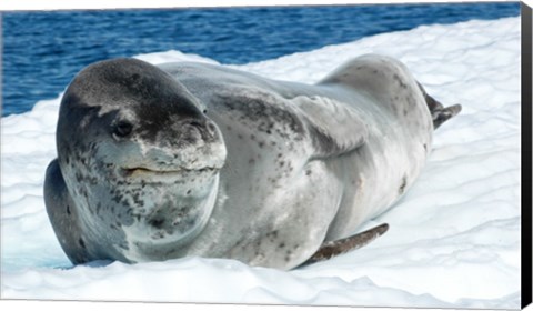 Framed Leopard Seals In Antarctica Print