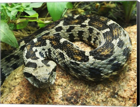 Framed Ocellated Mountain Viper Print