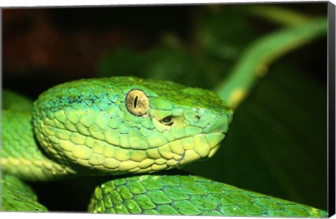 Framed Palm Pit Viper Print