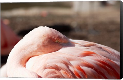 Framed Pink Flamingo Closeup Print