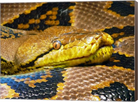 Framed Reticulated Python Print