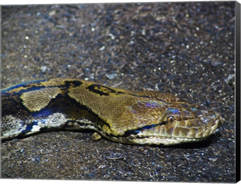 Framed Reticulated Python Head Print