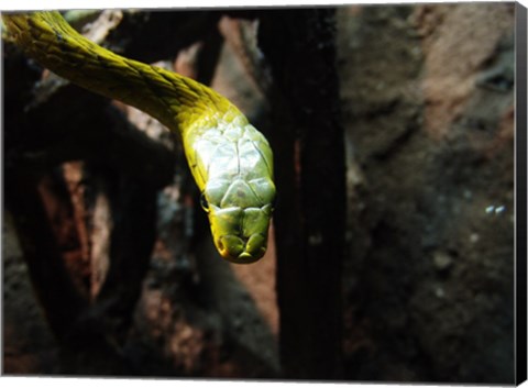 Framed Western Green Mamba Print